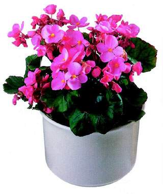 begonia_sz.jpg